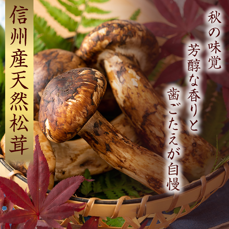 信州産「天然松茸」（約400g/4～16本） 野菜 きのこ まつたけ