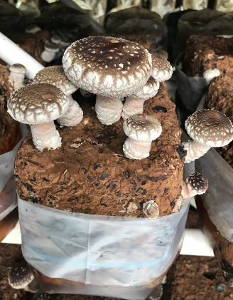 【アルプスの極】特大椎茸（約550g/8～10個入）