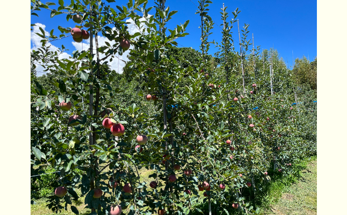 2026年産 りんご 長野 シナノリップ 約 10kg （28玉～40玉） 産地直送 フルーツ 果物 デザート おやつ リンゴ 林檎 旬 旬の果物 旬のフルーツ 信州 駒ヶ根産 長野県 長野県産 2026 2026年