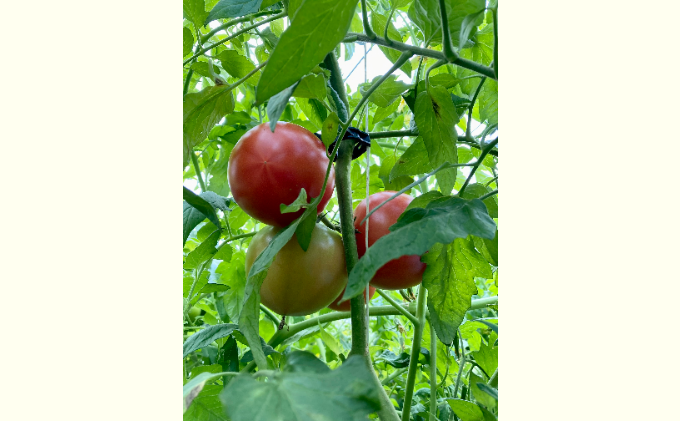 長野県産「山のトマト」4kg箱入り ( 野菜 トマト 大玉トマト 夏野菜 )