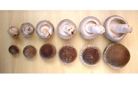 【アルプスの極】椎茸（約1kg /20～26個入）