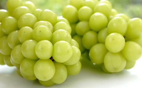 2026年産 シャインマスカット 2kg （3～4房） 長野 農家からもぎたて直送 ぶどう 種なし 皮ごと 産地直送 フルーツ 果物 デザート おやつ マスカット ブドウ 葡萄 秋 旬 駒ヶ根市産 信州 長野県 長野県産