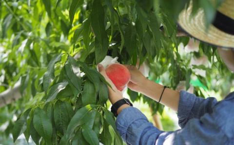 「あかつき桃」100％ジュース（250ml×6本）