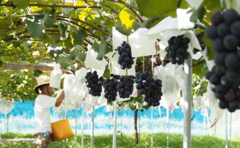 「桃とぶどう」100％ジュースセット（各250ml×3本）