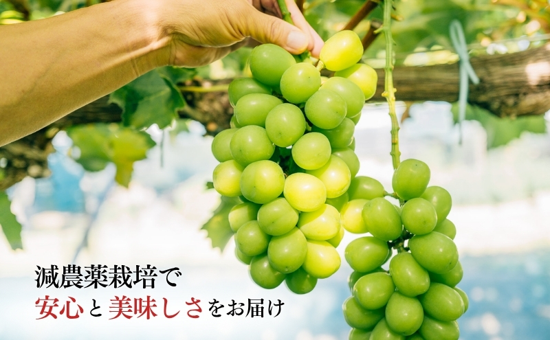 シャインマスカット 約1kg ２～3房 長野 ぶどう 種なし 皮ごと 産地直送 フルーツ 果物 デザート おやつ マスカット ブドウ 葡萄 秋 旬 旬の果物 旬のフルーツ 信州 信州産 長野県 長野県産 2026 2026年