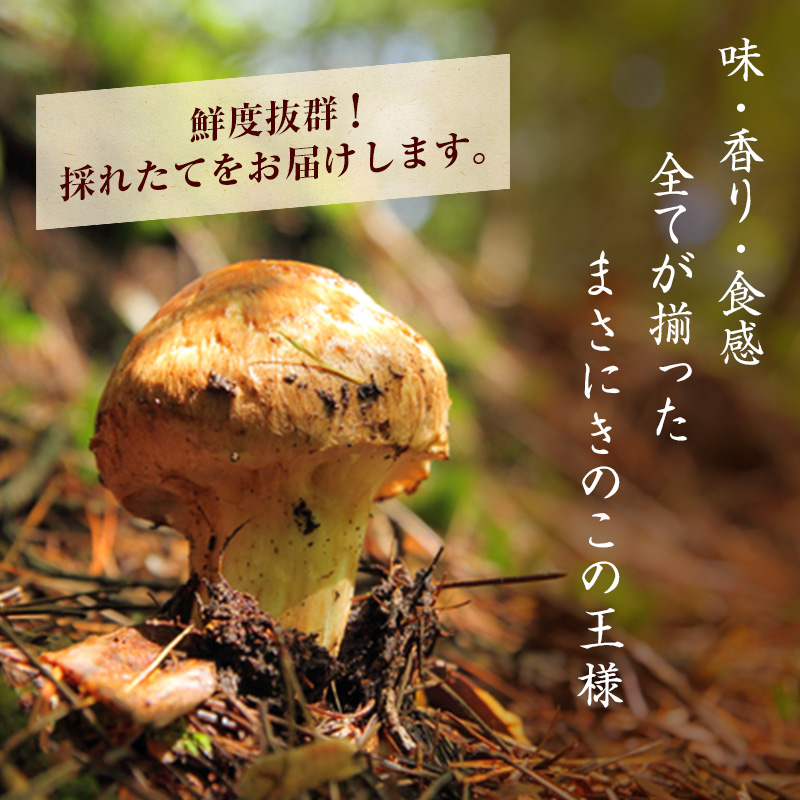 信州産「天然松茸」（約880g/8～29本）: 駒ヶ根市ANAのふるさと納税