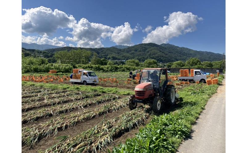 【数量限定/期間限定】信州駒ヶ根産有機たまねぎ「アルプスからの玉手箱」 （約6kg） アグリコオリジナル