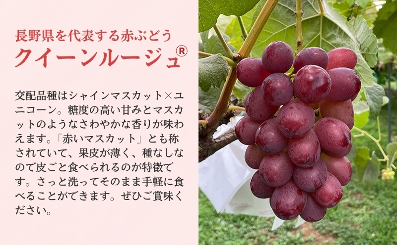 ぶどう 長野 クイーンルージュ 約1.2kg 2～3房 特選 大粒 種なし 皮ごと 産地直送 フルーツ 果物 デザート おやつ シャインマスカット 葡萄 秋 旬 旬の果物 旬のフルーツ 信州 信州産 長野県 2026 2026年