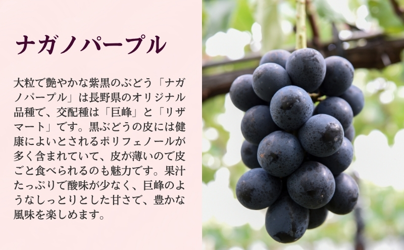 ぶどう 長野 ナガノパープル 約1.2kg 2～3房 特選 大粒 種なし 皮ごと 産地直送 フルーツ 果物 デザート おやつ 葡萄 長野パープル 秋 旬 旬の果物 旬のフルーツ 信州 信州産 長野県 長野県産 2026 2026年