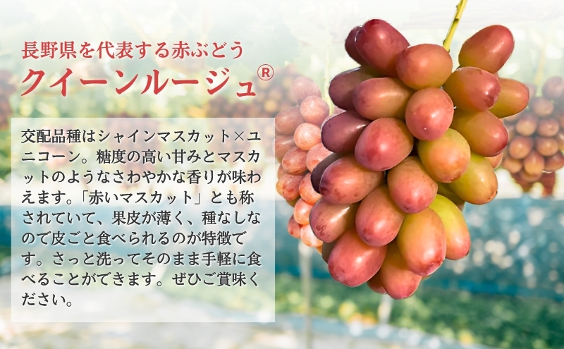 ぶどう クイーンルージュ 約600g（1房）果物 フルーツ デザート 信州 長野 駒ケ根市