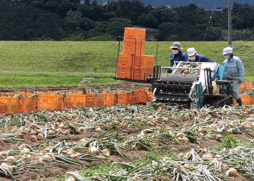 【数量限定/期間限定】信州駒ヶ根産有機たまねぎ「アルプスからの玉手箱」 （約6kg） アグリコオリジナル