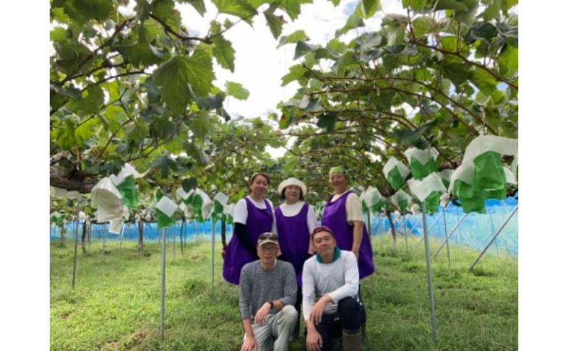 駒ヶ根産シャインマスカット6房 ブドウ ぶどう 葡萄 果物 フルーツ 季節限定 産地直送 産直 駒ヶ根市