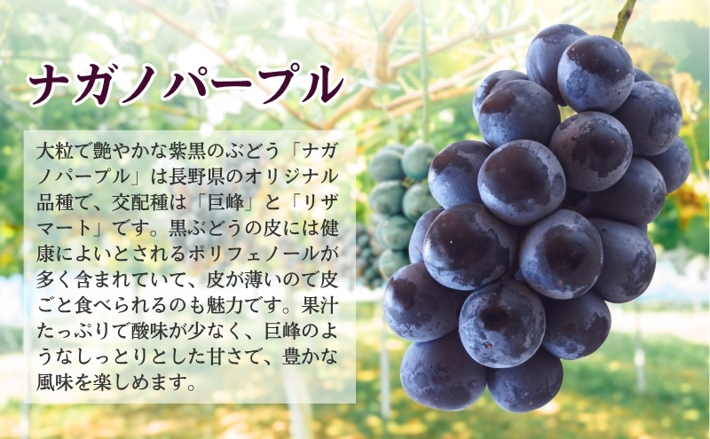 ぶどう ナガノパープル 約600g（1房）果物 フルーツ デザート 信州 長野 駒ケ根市
