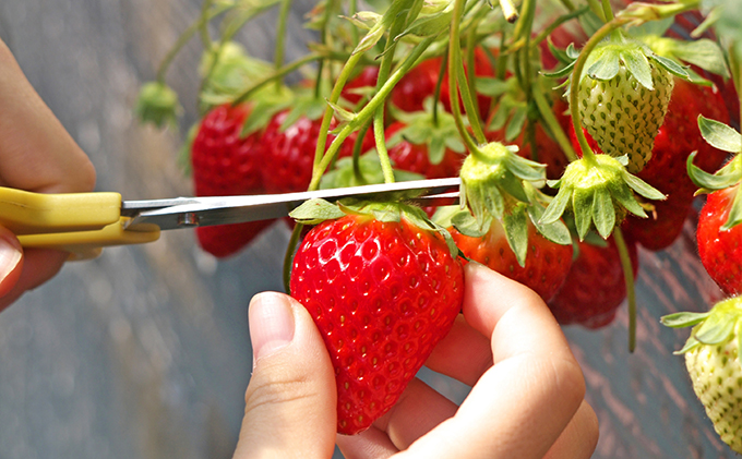 南信州産「いちご 」(300g×4パック)　【たかずやファーム】
