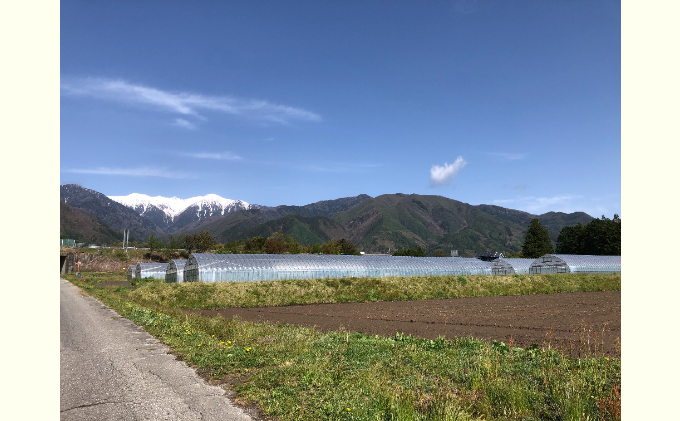 長野県産「山のトマト」4kg箱入り ( 野菜 トマト 大玉トマト 夏野菜 )
