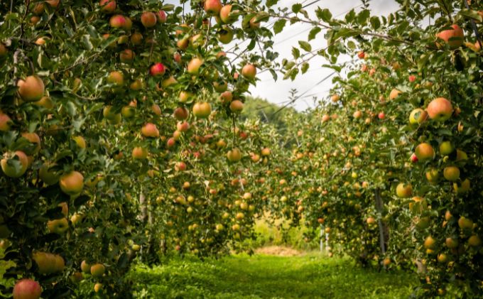 たっぷり楽しめる！長野県産「シナノスイート」りんご（5kg） 果物 フルーツ デザート 食後 強い甘み ジューシー 爽やか 皮薄い 丸かじり 秋の味覚 旬
