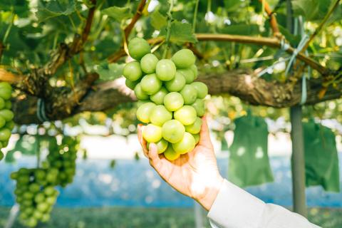 【特選房】シャインマスカット 約1.4kg 2～3房 長野 特選 大粒 ぶどう 種なし 皮ごと 産地直送 フルーツ 果物 デザート おやつ マスカット 葡萄 秋 旬 旬の果物 旬のフルーツ 信州 信州産 長野県 長野県産 2026 2026年