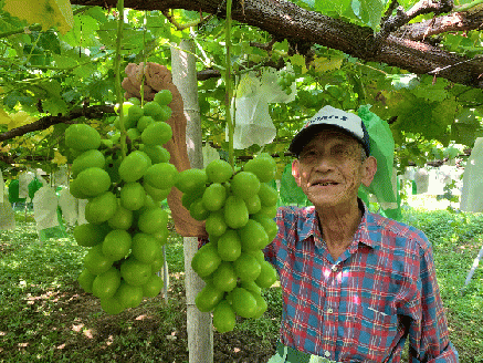 2026年産 シャインマスカット 4kg （6～8房） 長野 農家からもぎたて直送 ぶどう 種なし 皮ごと 産地直送 フルーツ 果物 デザート おやつ マスカット ブドウ 葡萄 秋 旬 駒ヶ根市産 信州 長野県 長野県産