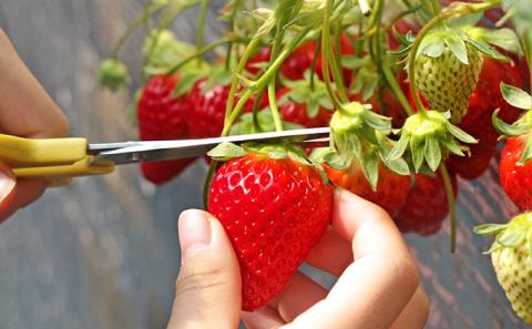 南信州産「いちご」（260g×4パック）【アクアロマン】果物類苺イチゴ