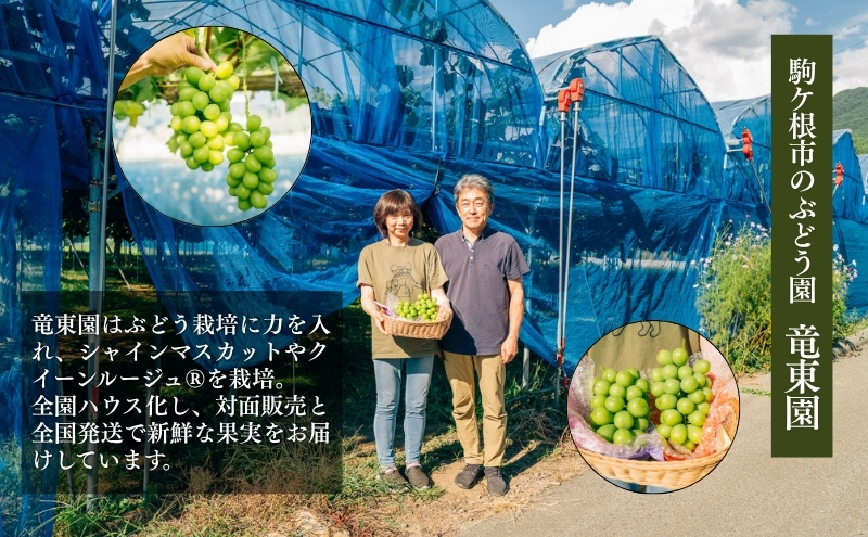 シャインマスカット 約1kg ２～3房 長野 ぶどう 種なし 皮ごと 産地直送 フルーツ 果物 デザート おやつ マスカット ブドウ 葡萄 秋 旬 旬の果物 旬のフルーツ 信州 信州産 長野県 長野県産 2026 2026年