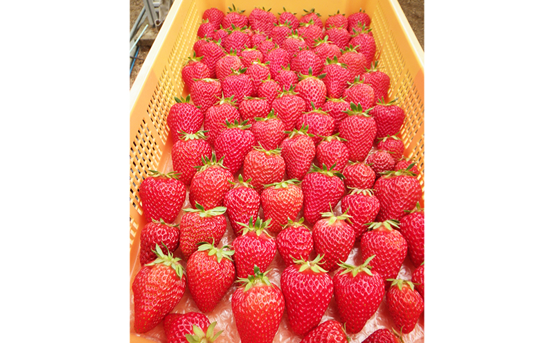 【特選贈答用】南信州産「いちご」（9粒・450g）【信州駒ヶ根いちご園】 果物類 苺 イチゴ