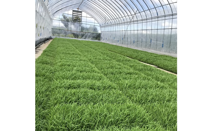 【定期便/農家直送】長野県産「風さやか」（5kg×6回）【栄屋ファーム】　 お米 6ヶ月 計30kg