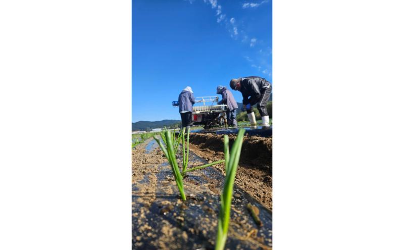 【数量限定/期間限定】信州駒ヶ根産有機たまねぎ「アルプスからの玉手箱」 （約6kg） アグリコオリジナル