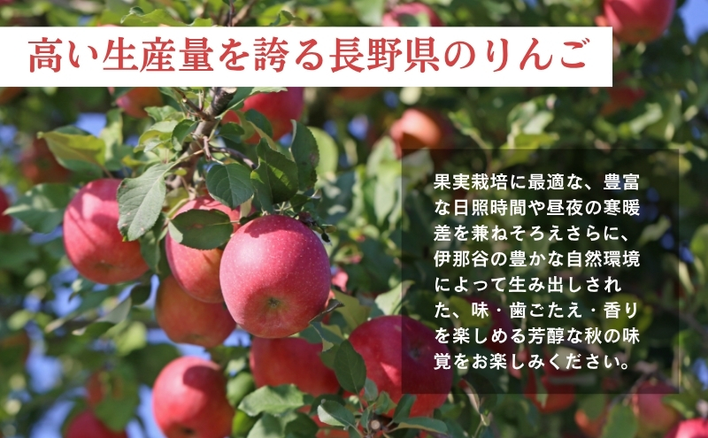 りんご 長野 贈答用 リンゴ サンふじ 約3kg （12玉） 産地直送 ギフト プレゼント 贈答 贈答品 贈り物 フルーツ 果物 デザート サンフジ 秋 旬 信州 長野県 長野県産