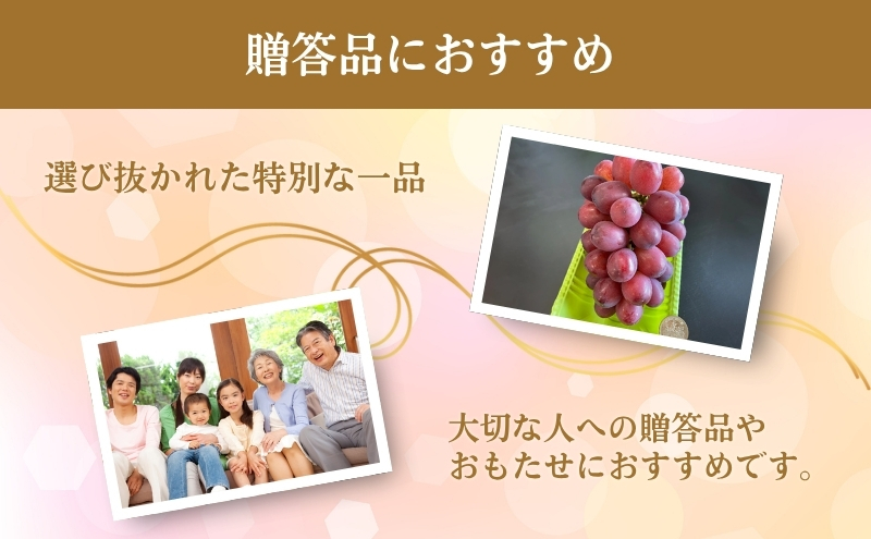 ぶどう 長野 クイーンルージュ 約1.2kg 2～3房 特選 大粒 種なし 皮ごと 産地直送 フルーツ 果物 デザート おやつ シャインマスカット 葡萄 秋 旬 旬の果物 旬のフルーツ 信州 信州産 長野県 2026 2026年