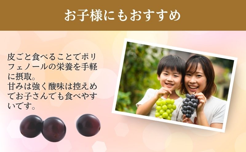 ぶどう 長野 ナガノパープル 約1.2kg 2～3房 特選 大粒 種なし 皮ごと 産地直送 フルーツ 果物 デザート おやつ 葡萄 長野パープル 秋 旬 旬の果物 旬のフルーツ 信州 信州産 長野県 長野県産 2026 2026年