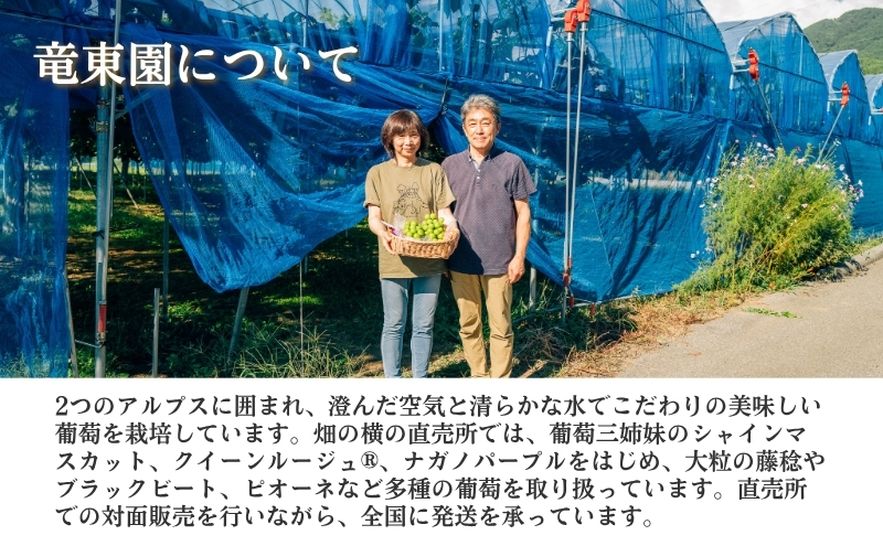 ぶどう クイーンルージュ 約600g（1房）果物 フルーツ デザート 信州 長野 駒ケ根市
