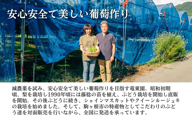 ぶどう ナガノパープル 約600g（1房）果物 フルーツ デザート 信州 長野 駒ケ根市