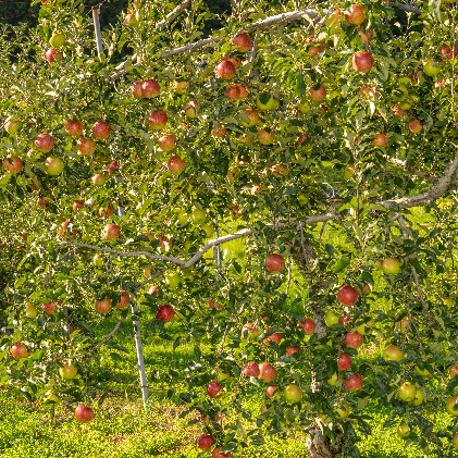 りんご 長野 スマートフレッシュ サンつがる 3kg 少人数家庭にぴったり 葉とらず 産地直送 フルーツ 果物 デザート おやつ リンゴ 林檎 さんつがる 秋 旬 スムージー ジャム 信州 長野県 長野県産 2026 2026年