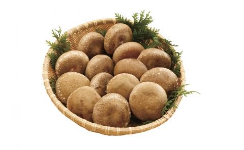 【アルプスの極】椎茸（約1kg /20～26個入）