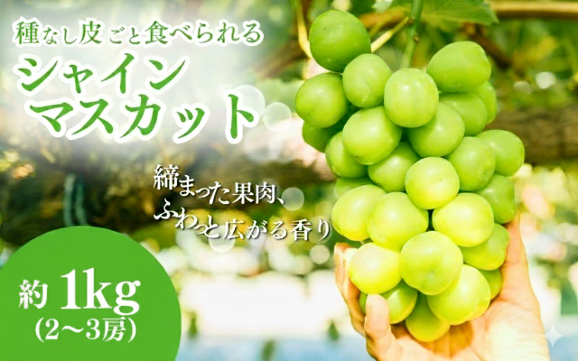 シャインマスカット 約1kg ２～3房 長野 ぶどう 種なし 皮ごと 産地直送 フルーツ 果物 デザート おやつ マスカット ブドウ 葡萄 秋 旬 旬の果物 旬のフルーツ 信州 信州産 長野県 長野県産 2026 2026年