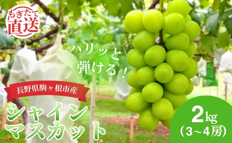 2026年産 シャインマスカット 2kg （3～4房） 長野 農家からもぎたて直送 ぶどう 種なし 皮ごと 産地直送 フルーツ 果物 デザート おやつ マスカット ブドウ 葡萄 秋 旬 駒ヶ根市産 信州 長野県 長野県産