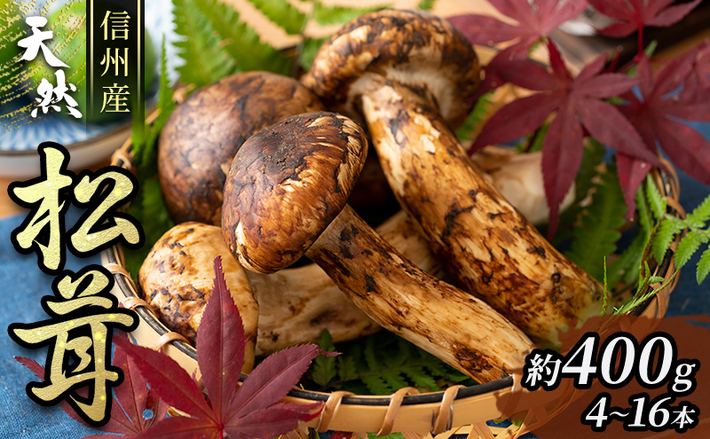信州産「天然松茸」（約400g/4～16本） 野菜 きのこ まつたけ