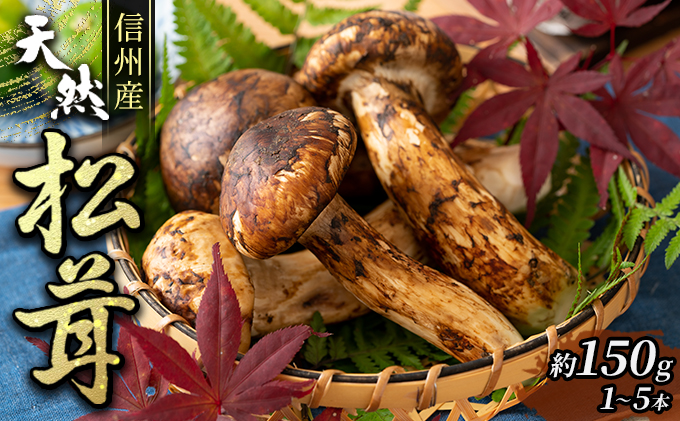 信州産「天然松茸」（約150g/1～6本） きのこ 秋の味覚 高級食材 国産