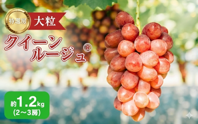ぶどう 長野 クイーンルージュ 約1.2kg 2～3房 特選 大粒 種なし 皮ごと 産地直送 フルーツ 果物 デザート おやつ シャインマスカット 葡萄 秋 旬 旬の果物 旬のフルーツ 信州 信州産 長野県 2026 2026年