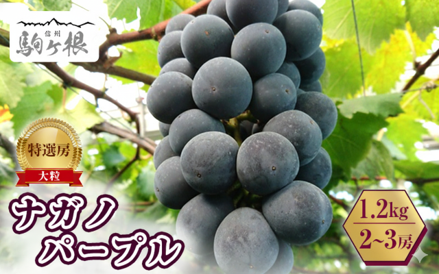 ぶどう 長野 ナガノパープル 約1.2kg 2～3房 特選 大粒 種なし 皮ごと 産地直送 フルーツ 果物 デザート おやつ 葡萄 長野パープル 秋 旬 旬の果物 旬のフルーツ 信州 信州産 長野県 長野県産 2026 2026年