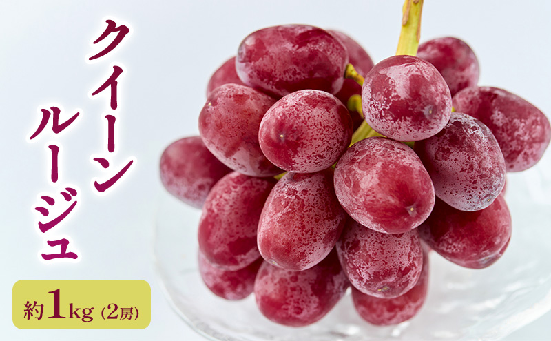 2026年産 【農家からもぎたて直送】クイーンルージュ　約1kg（2房）駒ケ根市 フルーツ お取り寄せ ぶどう ブドウ