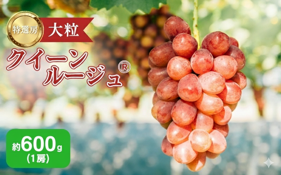 ぶどう クイーンルージュ 約600g（1房）果物 フルーツ デザート 信州 長野 駒ケ根市