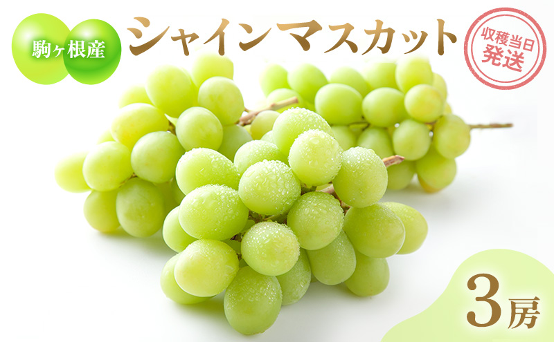 駒ヶ根産シャインマスカット3房 ブドウ ぶどう 葡萄 果物 フルーツ 季節限定 産地直送 産直 駒ヶ根市
