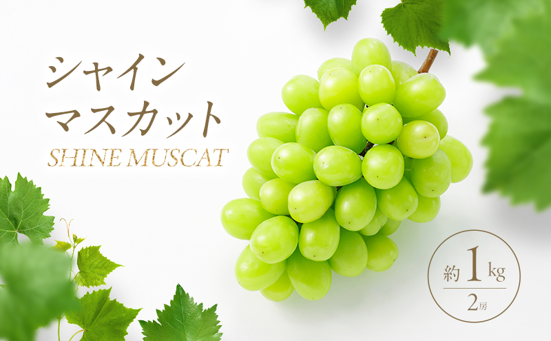 2026年産 シャインマスカット 1kg（2房）長野 農家からもぎたて直送 ぶどう 種なし 皮ごと 産地直送 フルーツ 果物 デザート おやつ マスカット ブドウ 葡萄 秋 旬 駒ヶ根市産 信州 長野県 長野県産