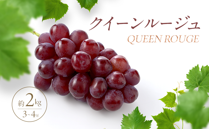 2026年産 【農家からもぎたて直送】クイーンルージュ 2kg（3～4房）駒ヶ根市 フルーツ お取り寄せ ぶどう ブドウ