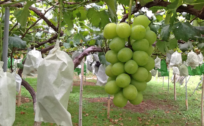2026年産 シャインマスカット 4kg （6～8房） 長野 農家からもぎたて直送 ぶどう 種なし 皮ごと 産地直送 フルーツ 果物 デザート おやつ マスカット ブドウ 葡萄 秋 旬 駒ヶ根市産 信州 長野県 長野県産