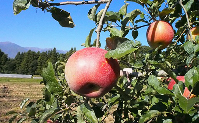 2026年産 りんご 長野 特選 贈答用 シナノスイート 5kg （12～18玉） 産地直送 ギフト プレゼント 贈答 贈答品 贈り物 フルーツ 果物 デザート おやつ リンゴ 林檎 秋 旬 信州 南信州産 長野県 長野県産 2026 2026年