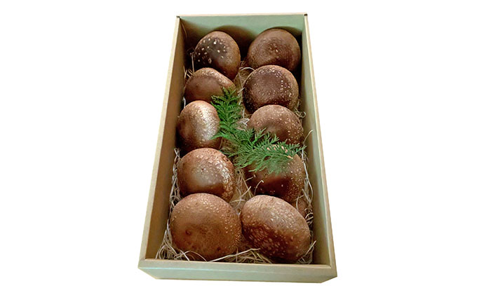 【アルプスの極】特大椎茸（約550g/8～10個入）