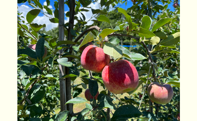 2026年産 りんご 長野 シナノリップ 約 10kg （28玉～40玉） 産地直送 フルーツ 果物 デザート おやつ リンゴ 林檎 旬 旬の果物 旬のフルーツ 信州 駒ヶ根産 長野県 長野県産 2026 2026年