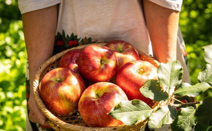 少人数家庭にぴったり！長野県産「シナノスイート」りんご（3kg） 果物 フルーツ デザート 食後 強い甘み ジューシー 爽やか 皮薄い 丸かじり 秋の味覚 旬